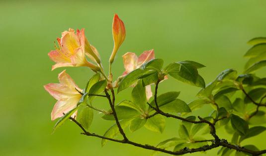 杜鹃花怎么种植?科学养殖杜鹃花的方法