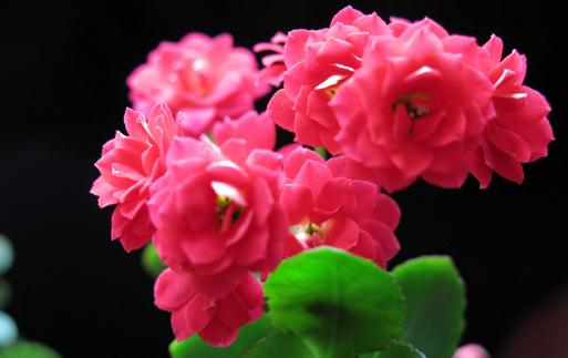 长寿花是什么?长寿花对家居环境的影响