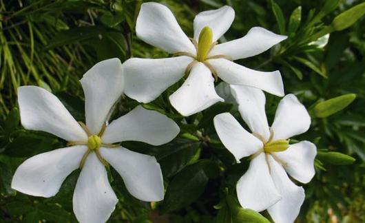 栀子花是什么?栀子花的养护方法