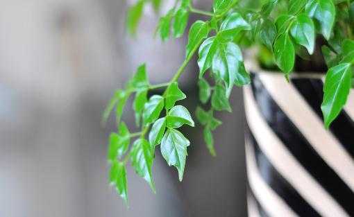 幸福树是什么?幸福树的作用及养护方法