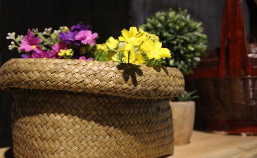 室内植物如何选择才正确?