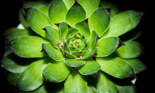 宝石花的养殖方法-宝石花是怎样的?