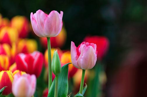 家养郁金香短花小是啥原因?