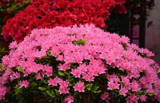 杜鹃花的介绍-杜鹃花如何养护?
