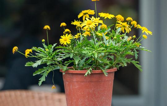 基质栽培定植后如何？