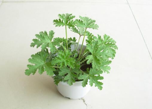 驱蚊草是什么?驱蚊草怎么养?