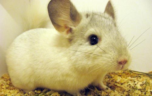 粉白龙猫怎么养?粉白龙猫的价格