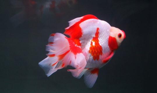 短尾琉金鱼怎么养?短尾琉金鱼的品种有哪些?