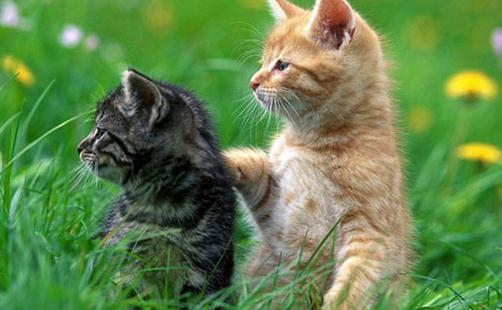 猫咪的动作都代表什么呢?