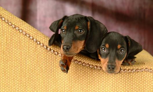 腊肠犬如何喂养?腊肠犬多少钱?