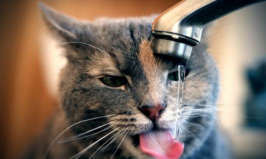 猫在什么时候可以去势?