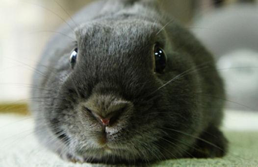 银狐兔产自哪里?银狐兔的饲养方法