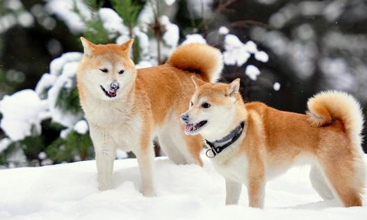 柴犬多少钱一只?柴犬如何喂养?
