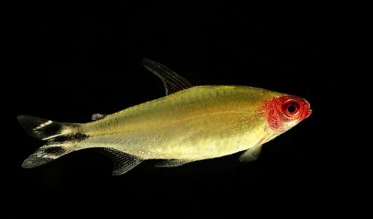 红鼻剪刀怎么样?红鼻剪刀是什么鱼?