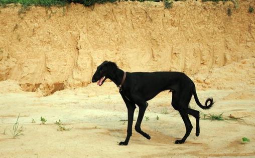 细犬如何喂养?细犬是什么狗?