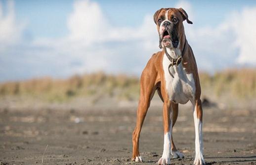 拳师犬的简介-拳师犬怎么喂养?