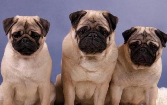 八哥犬多少钱一条?八哥犬如何喂养