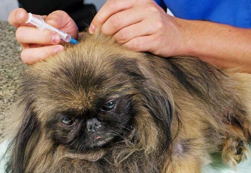 狗狗不配合怎么办 给狗狗吃药的正确方法