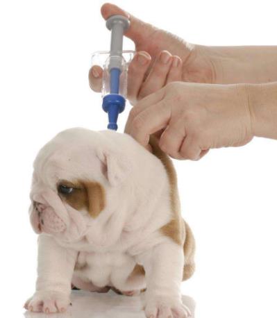 狗狗不配合怎么办 给狗狗吃药的正确方法