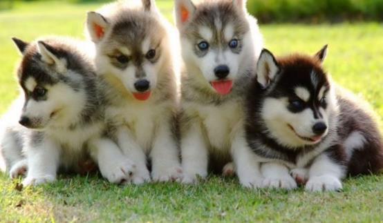 狗狗不配合怎么办 给狗狗吃药的正确方法