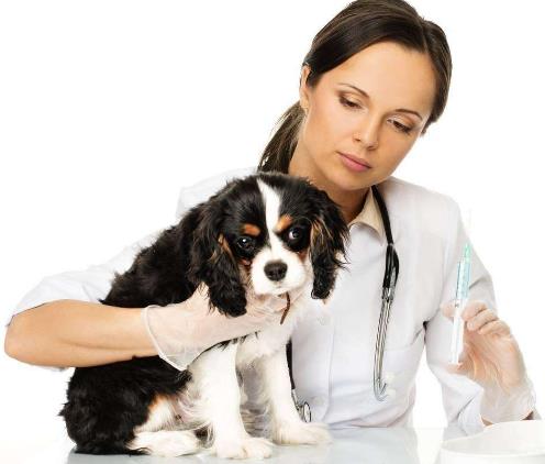 狗狗不配合怎么办 给狗狗吃药的正确方法