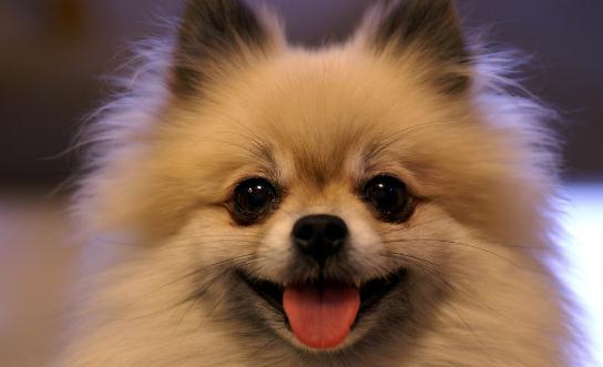 博美狗狗多少钱一条?博美犬怎么训练?