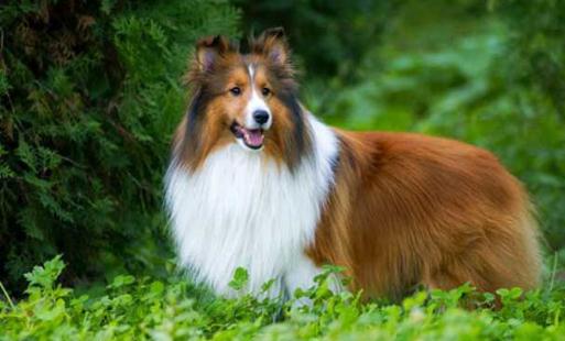 喜乐蒂牧羊犬怎样训练?喜乐蒂牧羊犬的简介