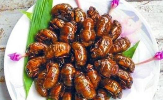 享用美味金蝉的同时 避免生态环境的建议