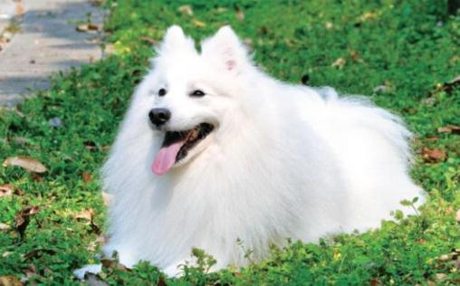 银狐的特征-银狐犬怎么喂养?