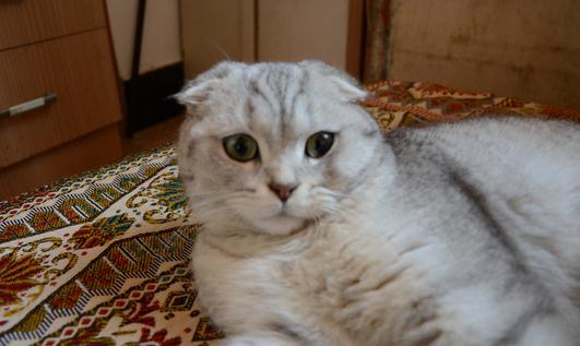 苏格兰折耳猫的养殖方法是什么?
