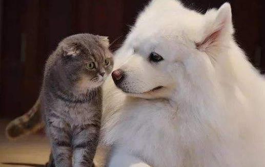猫未必比狗聪明 猫表示智商跟我没关系