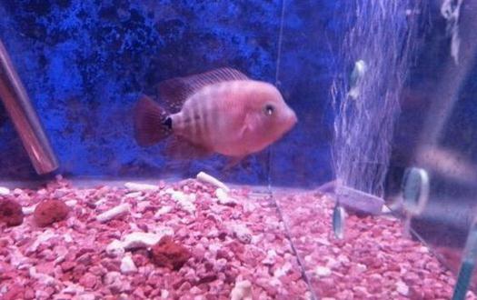 家里养鱼应该多久换一次水?