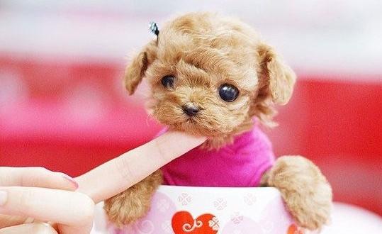 茶杯犬是什么?茶杯犬多少钱一条?