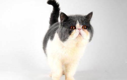 巴厘猫是怎样的?巴厘猫的生活习性