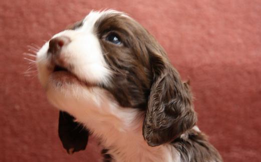史宾格犬如何喂养?史宾格犬的简介