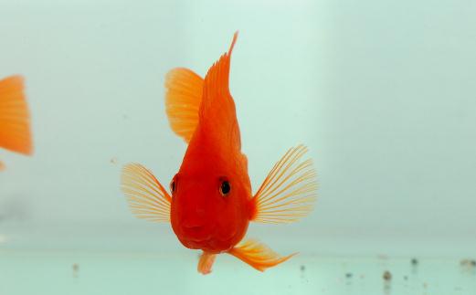 血鹦鹉的风水学应用有哪些?