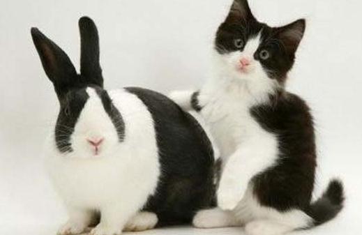 熊猫兔能喝水吗?熊猫兔兔笼要多大?