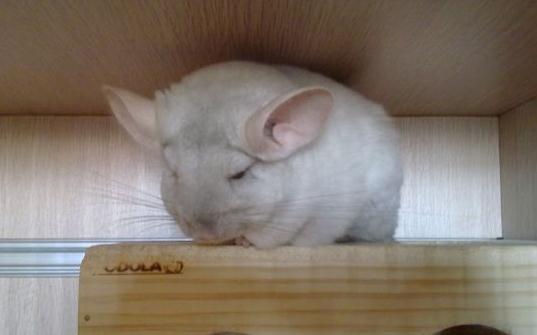 金斑龙猫怎么养?金斑龙猫的饲养要点