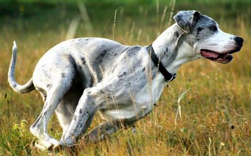 大丹犬多少钱一只?大丹犬怎么喂养?