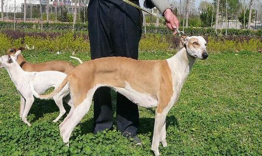 灵缇犬如何喂养?灵缇犬是什么狗?