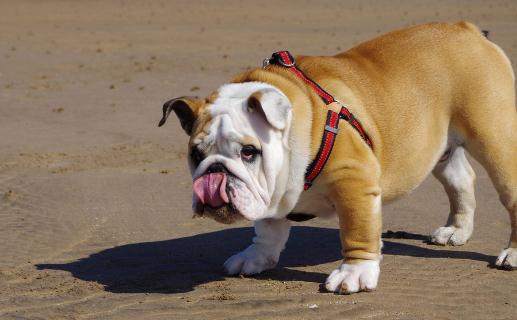 斗牛犬如何喂养?斗牛犬怎么训练?