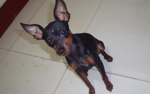 小鹿犬怎么训练?小鹿犬多少钱一条?