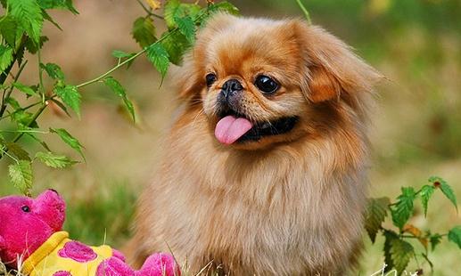 北京犬怎么喂养?京巴犬多少钱一只?