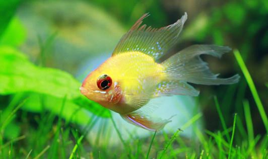 宝莲灯鱼是怎样的?宝莲灯鱼怎么养?