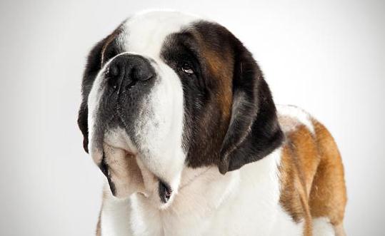 圣伯纳犬如何训练?圣伯纳犬怎么养?