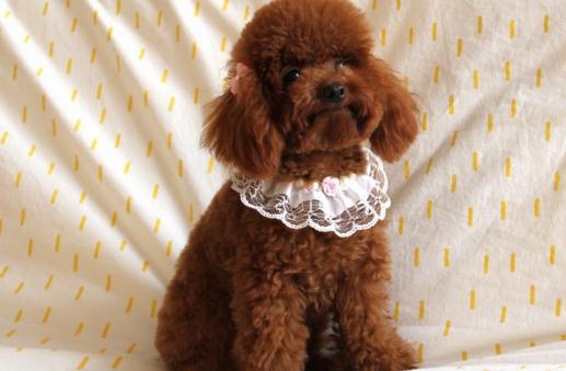 贵宾犬性格温和吗?贵宾犬怎么养?