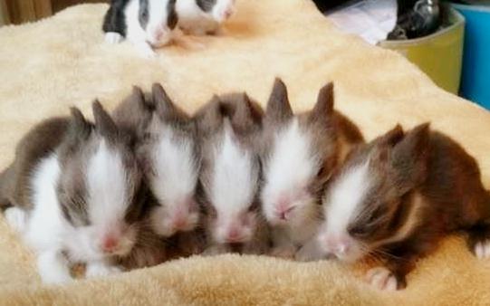 猫猫兔的简介-猫猫兔是什么兔子?