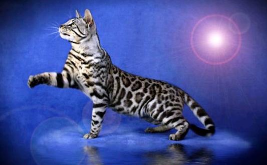 孟加拉豹猫的简介-孟加拉豹猫怎么养?