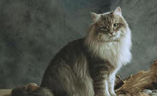 西伯利亚森林猫的生活习性是什么?