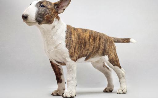 牛头梗犬是怎样的?牛头梗犬怎么训练?